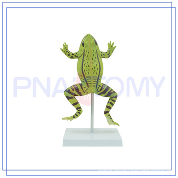 PNT-0820 high quality anatomical models of animals Hot Educational Toys Preschool